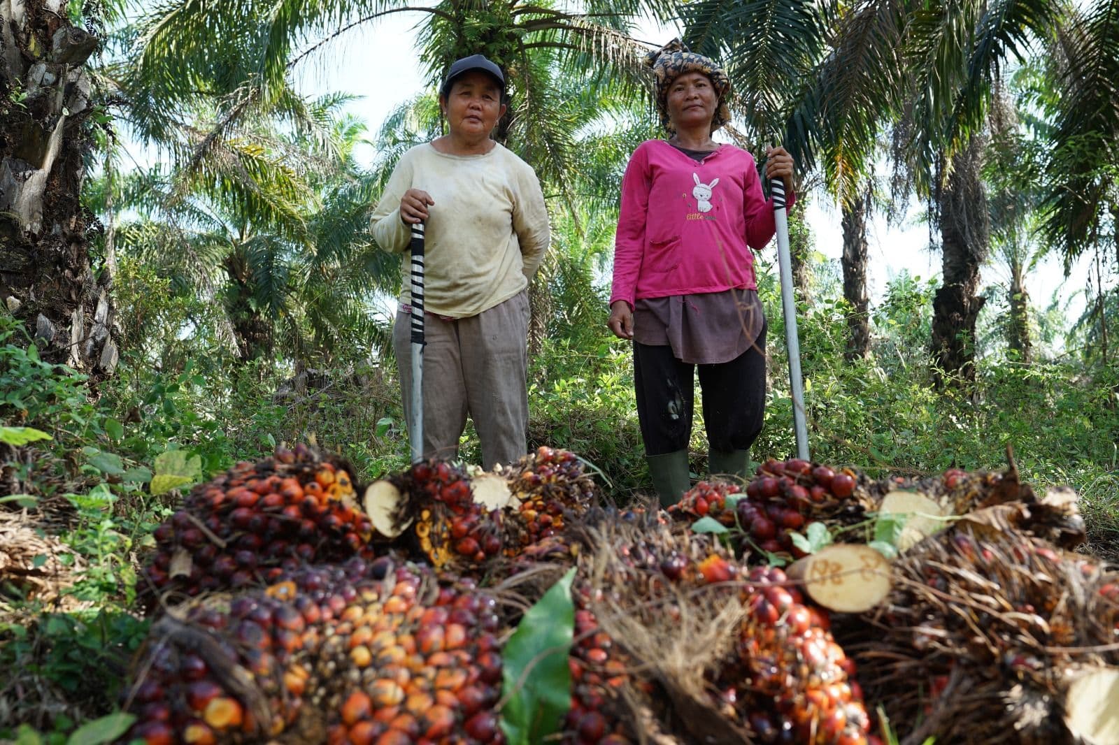Koperasi Jadi Pilar Utama Strategi Agrinas Palma Bangun Ekosistem Agribisnis Perkebunan