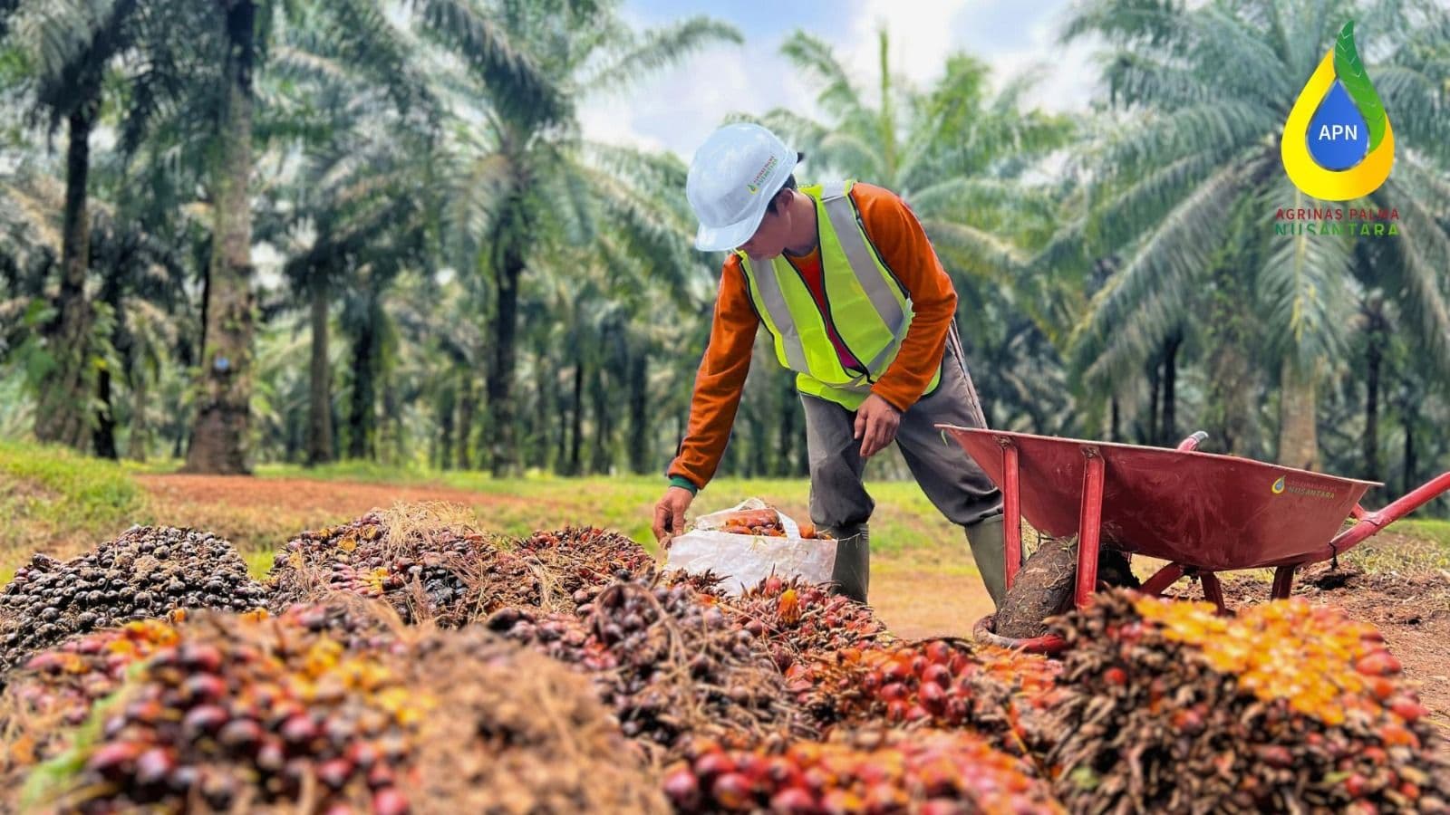 Kinerja Semester I 2026 Tumbuh Positif, Agrinas Palma Percepat Transformasi Menuju Swasembada Pangan dan Energi